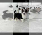 Small #4 Pembroke Welsh Corgi
