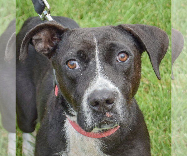 Medium Photo #6 Pointer-Unknown Mix Puppy For Sale in Huntley, IL, USA