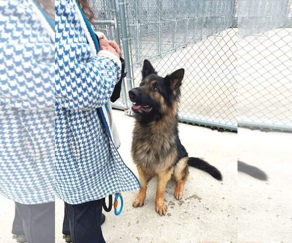 Medium Photo #2 German Shepherd Dog Puppy For Sale in Rootstown, OH, USA