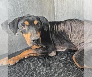 Rottweiler-Unknown Mix Dogs for adoption in San Antonio, TX, USA