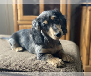 Dachshund Puppy for sale in RAVENNA, OH, USA