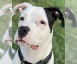 Small #2 Bullboxer Pit