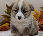 Small #7 Pembroke Welsh Corgi