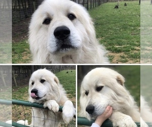 Father of the Great Pyrenees puppies born on 05/25/2020