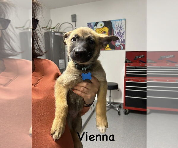 Medium Photo #1 German Shepherd Dog-Unknown Mix Puppy For Sale in Imlay City, MI, USA