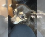 Small #1 Chihuahua