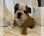 Small Photo #17 English Bulldog Puppy For Sale in JOHNS ISLAND, SC, USA
