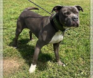 Mutt Dogs for adoption in Pryor, OK, USA