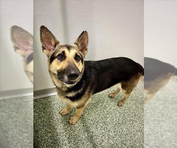 Medium Photo #1 German Shepherd Dog Puppy For Sale in Salisbury, NC, USA