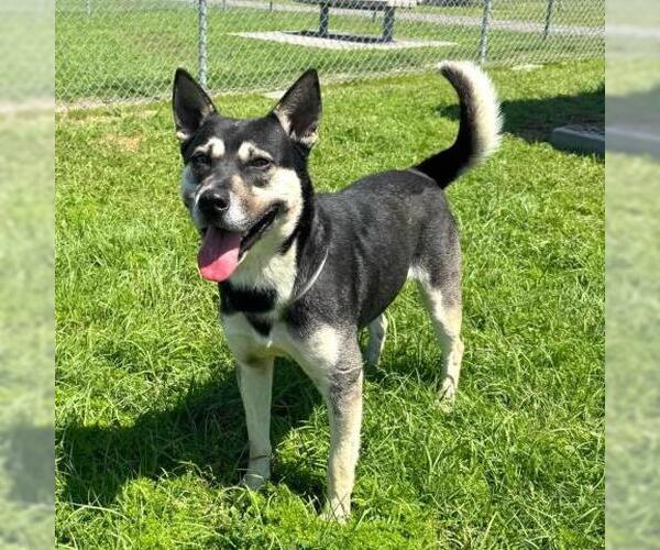 Medium Photo #1 Siberian Husky-Unknown Mix Puppy For Sale in Conroe, TX, USA