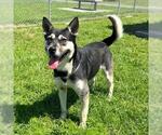 Small Siberian Husky Mix