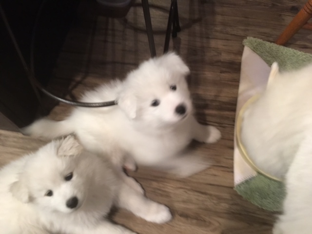 Medium Photo #1 Samoyed Puppy For Sale in FORT COLLINS, CO, USA
