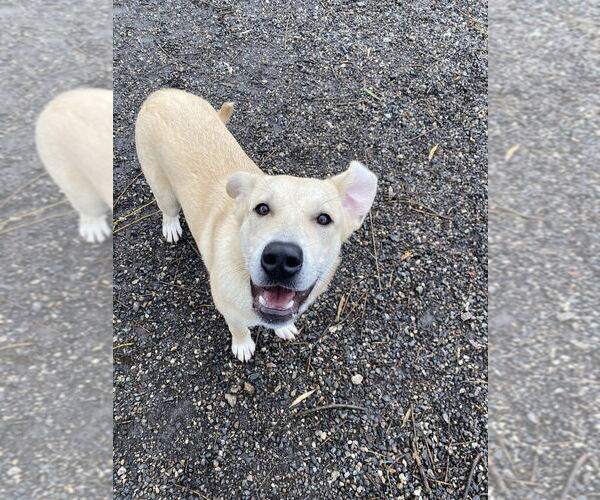 Medium Photo #4 Mutt Puppy For Sale in Elmsford, NY, USA