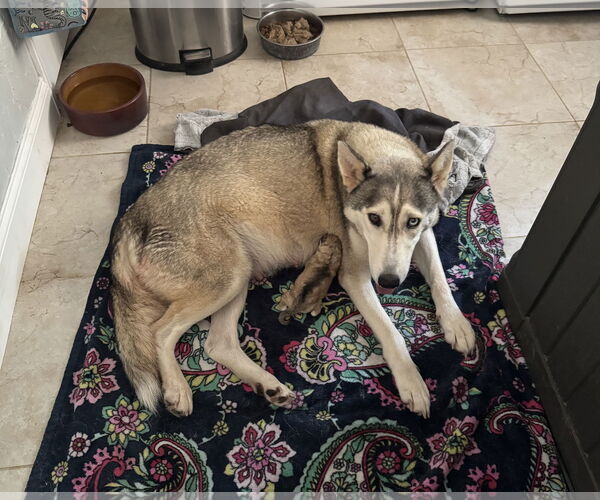 Medium Photo #3 Siberian Husky-Unknown Mix Puppy For Sale in The Woodlands, TX, USA