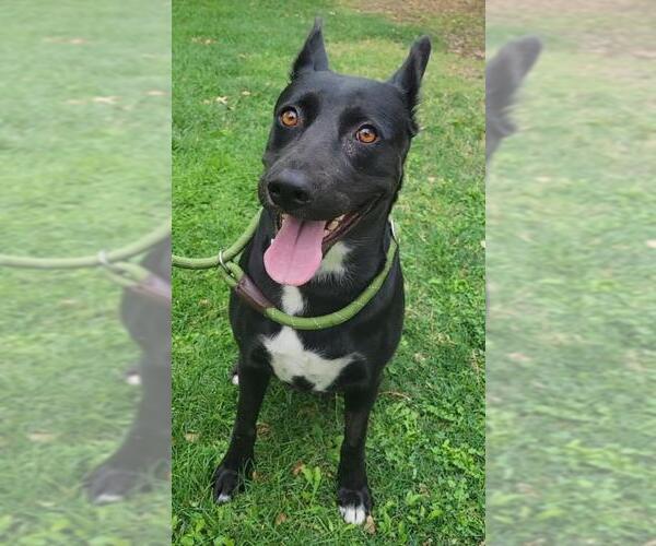 Medium Photo #1 American Pit Bull Terrier-German Shepherd Dog Mix Puppy For Sale in Woodland, CA, USA