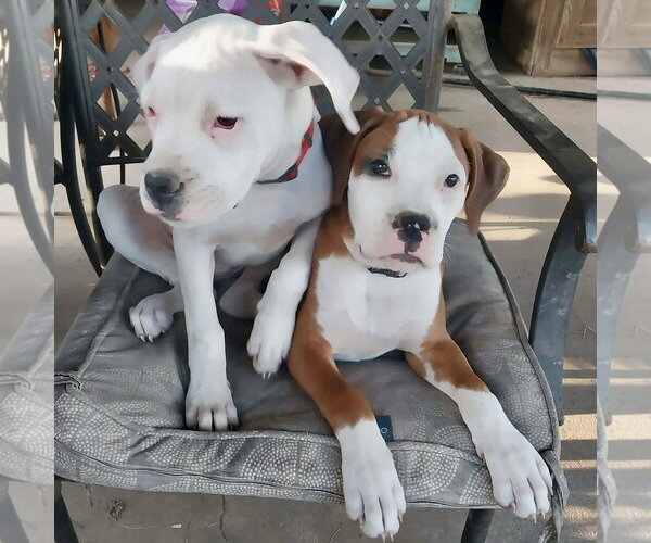 Medium Photo #3 Boxer-Unknown Mix Puppy For Sale in Dumont, NJ, USA