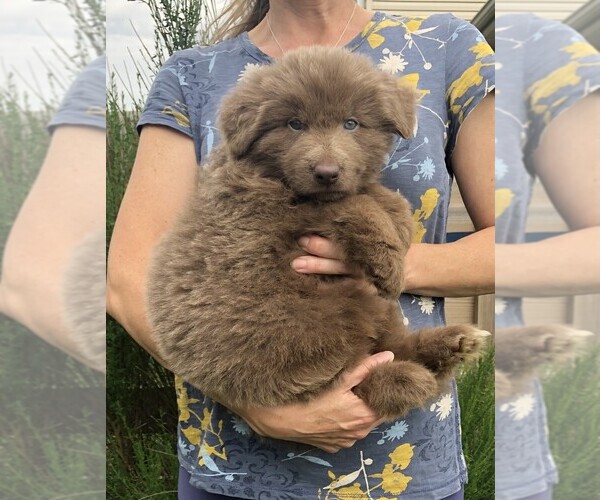 Medium Photo #8 German Shepherd Dog Puppy For Sale in OSTRANDER, OH, USA