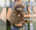 Small #7 German Shepherd Dog