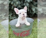 Leo - Male French Bulldog Puppy for Sale - Photo #3