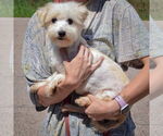 Small #1 Maltese
