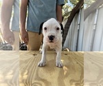 Small #2 American Bulldog
