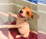 Small Jack Russell Terrier-Parson Russell Terrier Mix