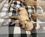 Small Photo #5 Golden Retriever Puppy For Sale in WARWICK, RI, USA