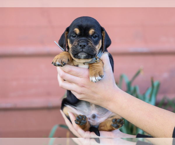 Medium Photo #3 Jug-Treeing Walker Coonhound Mix Puppy For Sale in LIBERTY, KY, USA