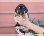 Small #2 Jug-Treeing Walker Coonhound Mix