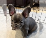 Small French Bulldog
