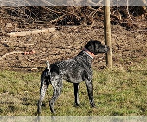 Father of the German Shorthaired Pointer puppies born on 05/25/2022