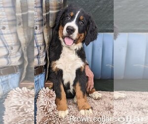 Bernese Mountain Dog Litter for sale in MONTROSE, CO, USA