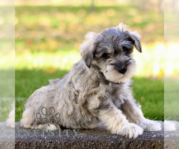 Medium Photo #3 Schnauzer (Miniature) Puppy For Sale in RONKS, PA, USA