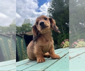 Dachshund Puppy for sale in NEWFIELD, NY, USA
