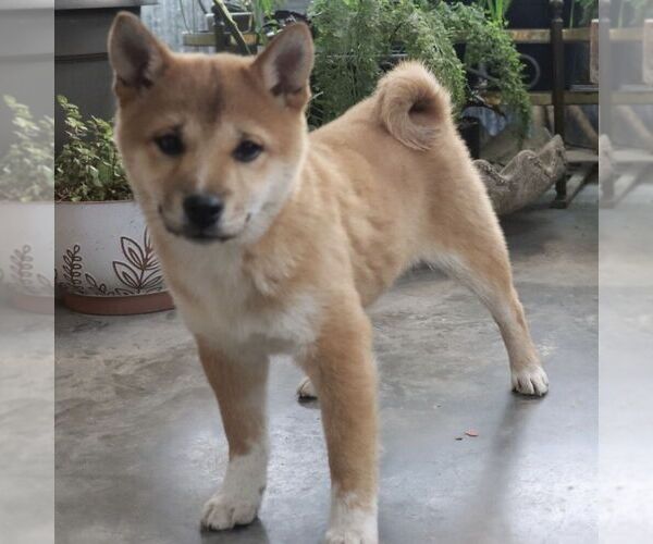 Medium Photo #1 Shiba Inu Puppy For Sale in CHARLES CITY, IA, USA