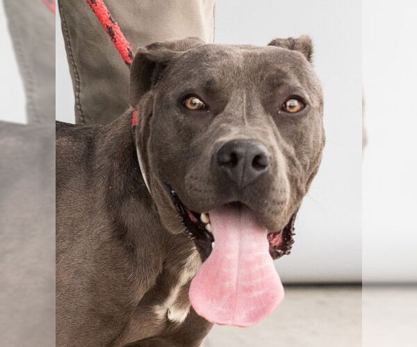 Medium Photo #1 American Pit Bull Terrier Puppy For Sale in Pasadena, CA, USA