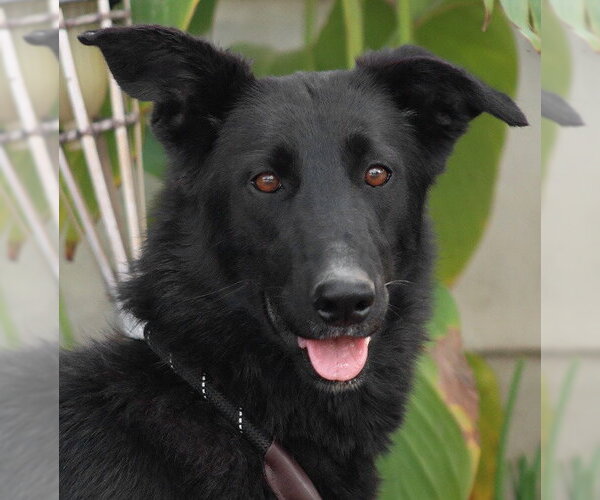 Medium Photo #2 Border Collie-Unknown Mix Puppy For Sale in Lake Forest, CA, USA