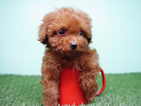 Small Photo #9 Poodle (Miniature) Puppy For Sale in LA MIRADA, CA, USA