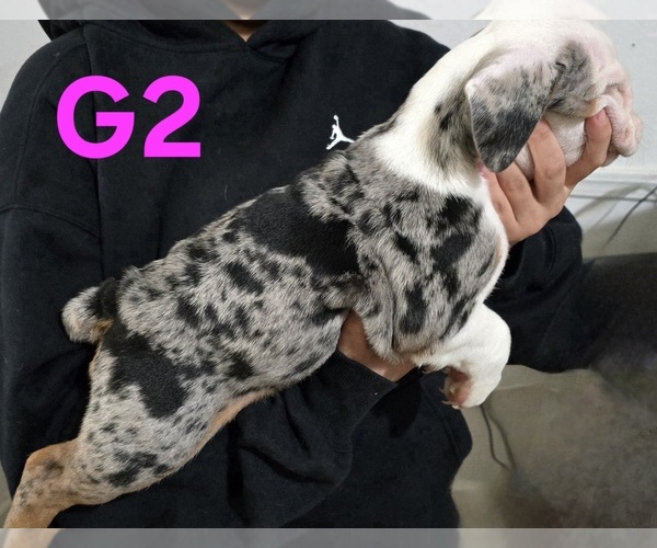 Medium Photo #4 English Bulldog Puppy For Sale in FRESNO, CA, USA