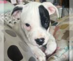 Small #1 Mutt