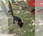 Puppy 1 Labrador Retriever
