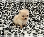 Small Photo #23 Pomeranian Puppy For Sale in HAYWARD, CA, USA