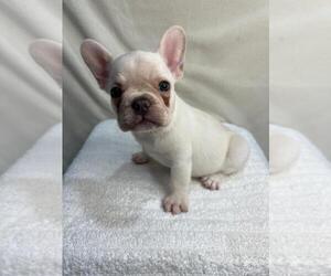 French Bulldog Puppy for sale in CHARLESTON, SC, USA