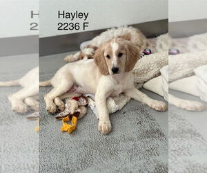 Colonial Cocker Spaniel-Golden Retriever Mix Dogs for adoption in Studio City, CA, USA