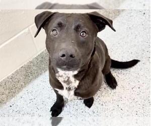 Labrador Retriever Dogs for adoption in Houston, TX, USA