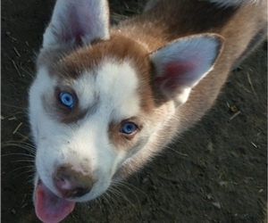 Siberian Husky Puppy for sale in OWENSBORO, KY, USA