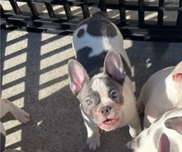 Medium Photo #4 French Bulldog Puppy For Sale in ANTIOCH, CA, USA