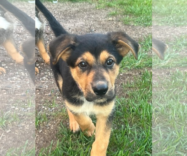 Medium Photo #2 Shepradors Puppy For Sale in Princeton, MN, USA
