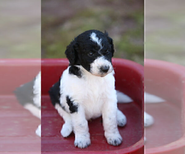 Medium Photo #3 Pyredoodle Puppy For Sale in EATONTON, GA, USA