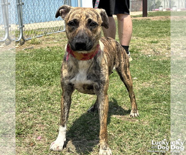 Medium Photo #1 Plott Hound-Retriever  Mix Puppy For Sale in Washington, DC, USA